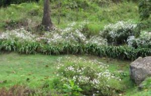 Marche du Piton Rouge le dimanche 27/11/2011