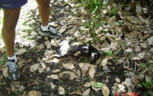 Marche Bois Blanc 006 [640x480].jpg