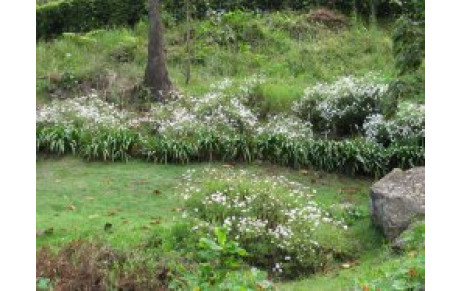 Marche du Piton Rouge le dimanche 27/11/2011