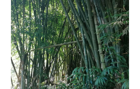 Suspension des cours