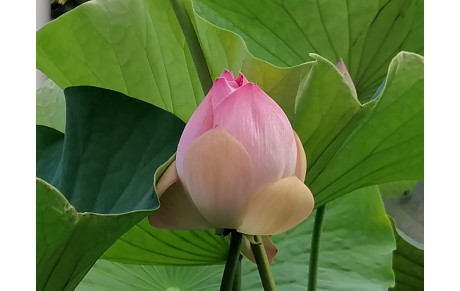 Vie du club - reprise des cours