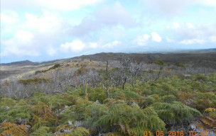 Piton Rouge